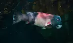 Aquarium of the Bay Ticket Deals & Discounts