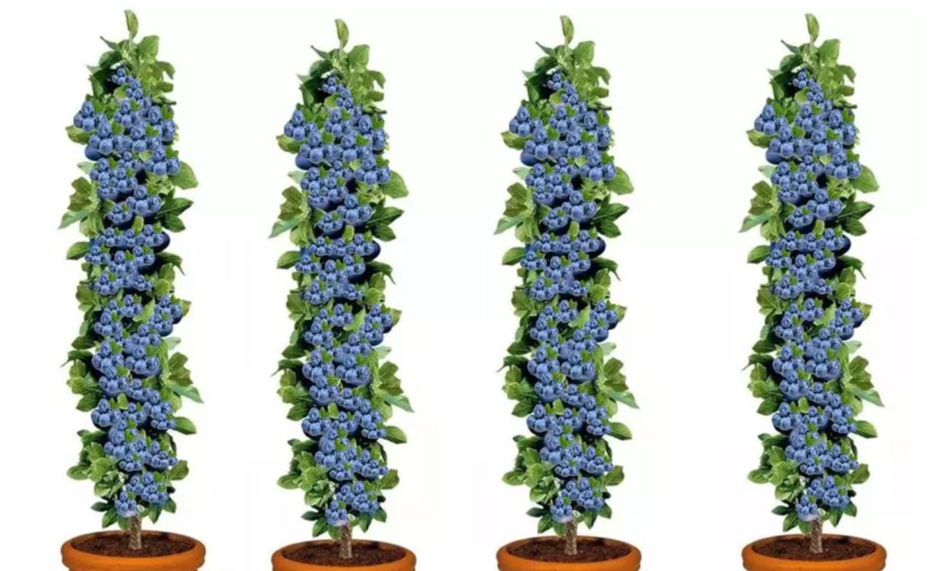 4x oder 8x OH2 Blaubeerpflanzen