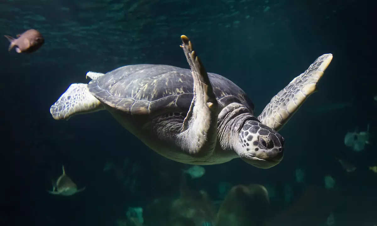 Ticket für 1 Kind oder 1 Erwachsenen für das „SEA LIFE Speyer“