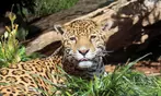 San Antonio Zoo Discount Tickets & Savings!