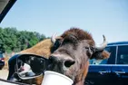 African Safari Wildlife Park: Drive & Walk-Thru Safari w/ 400+ Animals