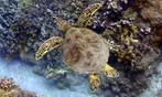 Up to 21% Off Olowalu Beach Kayak and Snorkel Turtle Reef Tour
