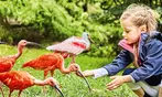 Tageskarte Weltvogelpark Walsrode