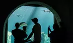 Vive un viaje educativo y salvaje con una entrada a Bioparc Fuengirola