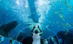 Georgia Aquarium General Admission Ticket Deals