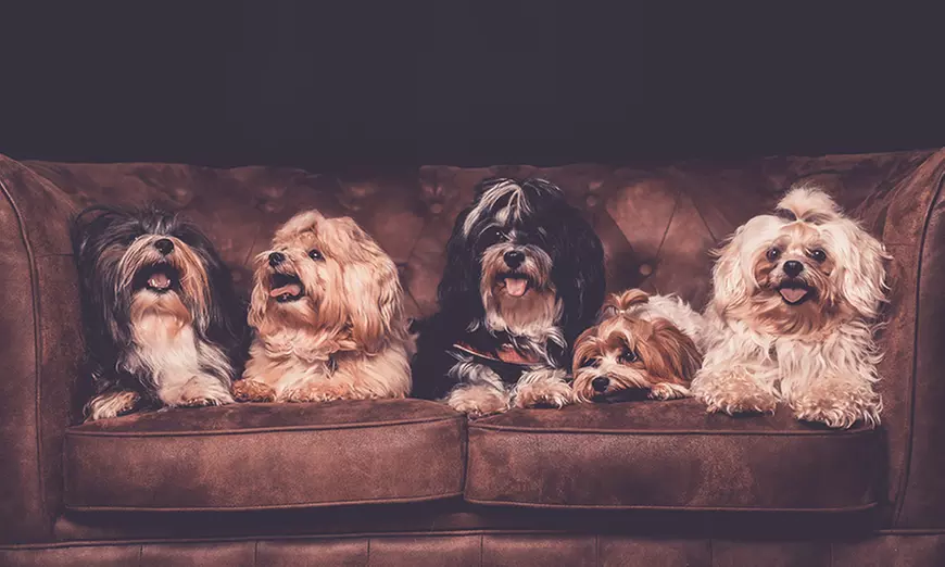 90 Min. Haustier Fotoshooting inkl. 2-5 Bildern + Geschenk