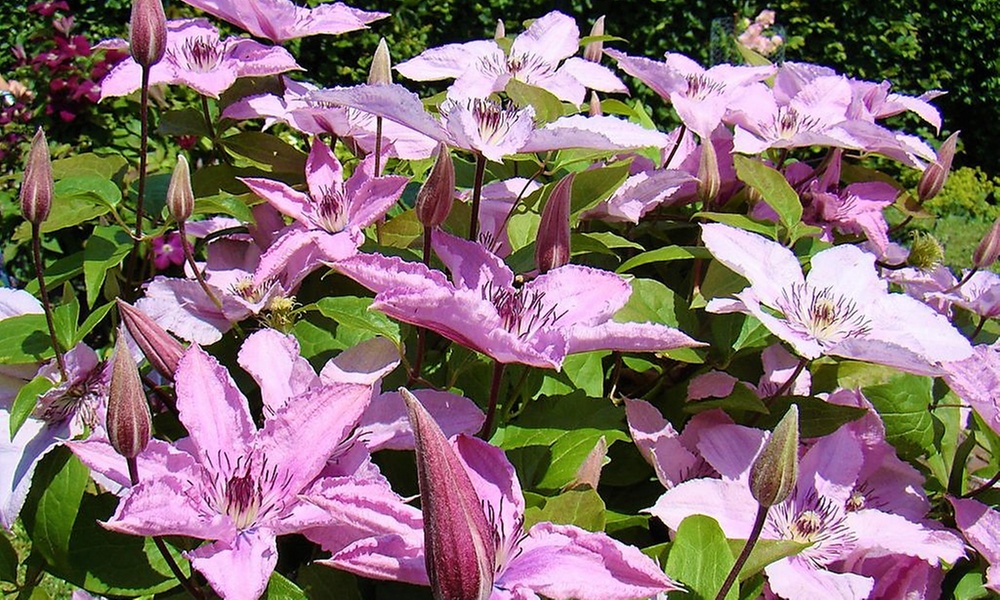 3er-Set Waldreben (Clematis)