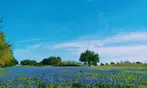 18 Holes of Golf with Cart for 2 or 4 at a Scenic Course