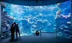 California Academy of Sciences: All Access Ticket Deals!