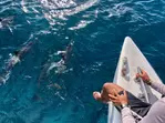 Save Up to 50% on Luau, Catamaran & Pearl Harbor