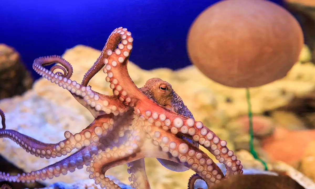 Standard-Ticket SEA LIFE Konstanz