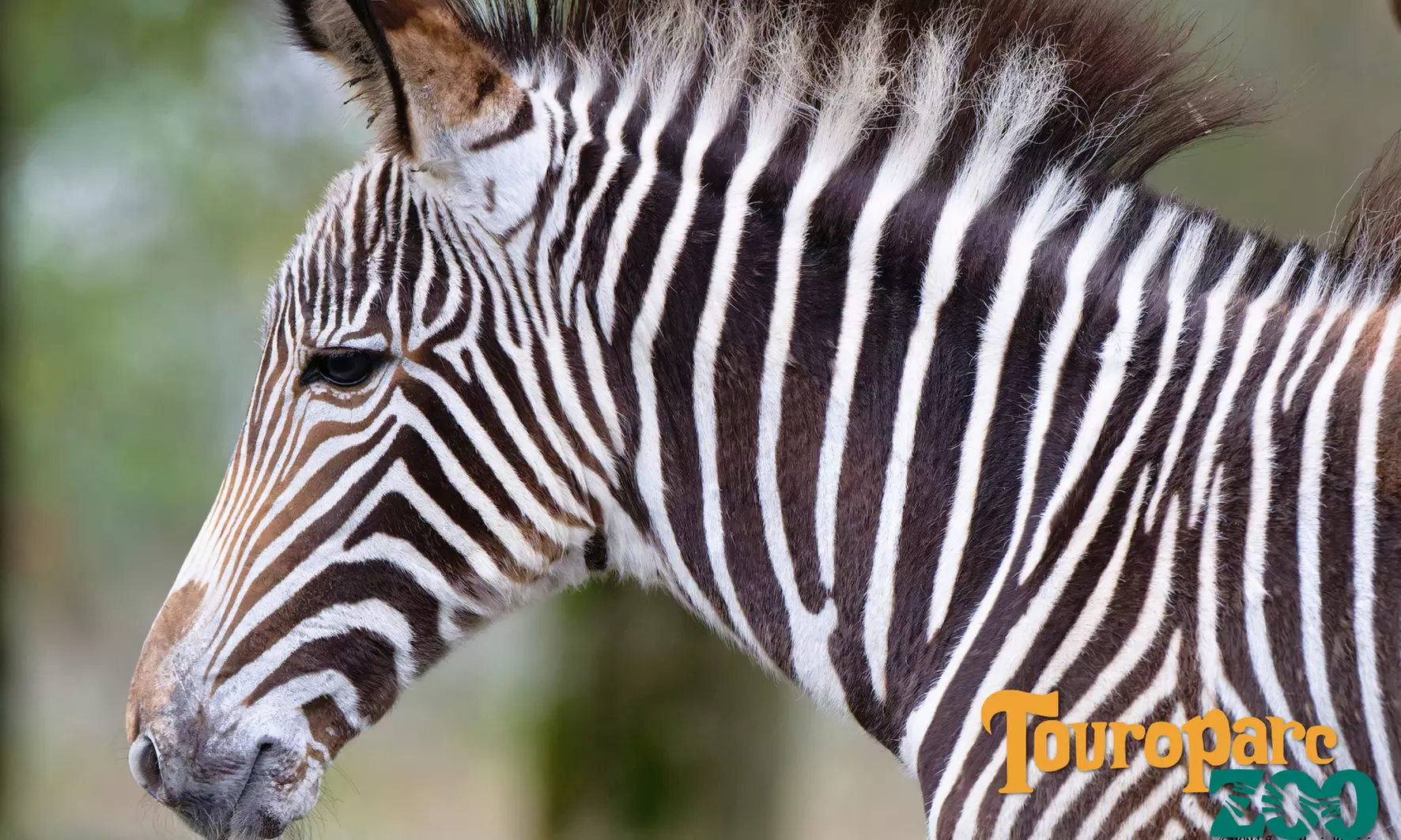Entrée en famille à Touroparc Zoo : zoo et attractions