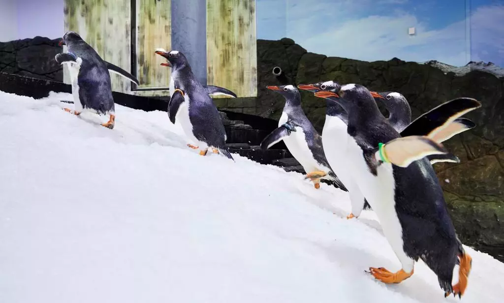 Visit any 4 Top Attractions: Sea Life Sydney, Madame Tussauds & More