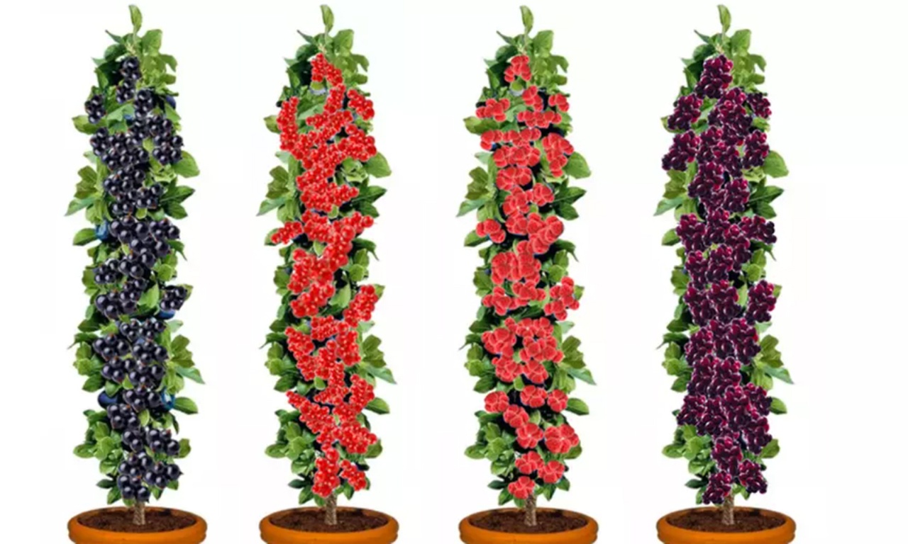 Set di 4 o 8 piante di ribes e lampone