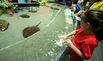 Georgia Aquarium General Admission Ticket Deals