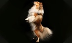 30 min de shooting photo animal de compagnie