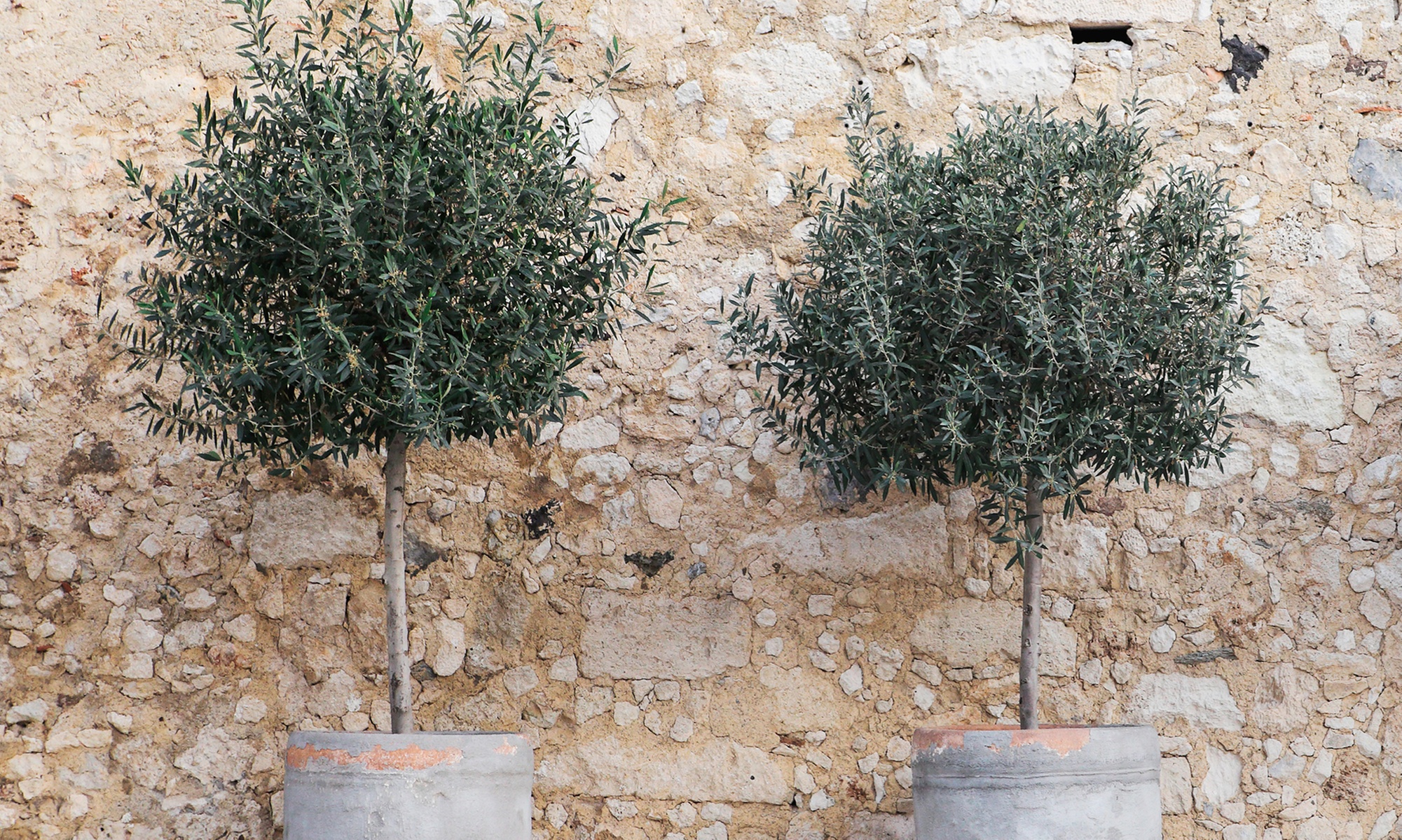 Arbre olivier européen