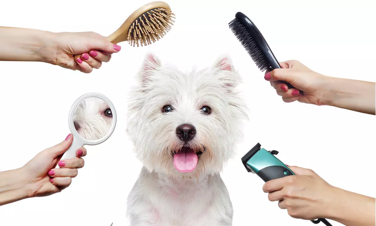 Pamper Cat or Small, Medium, Large or Extra Size Dog Full Pet Grooming