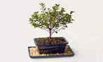 ProFlowers Deal: Same-Day Plant Delivery Discount Up to 45% Off