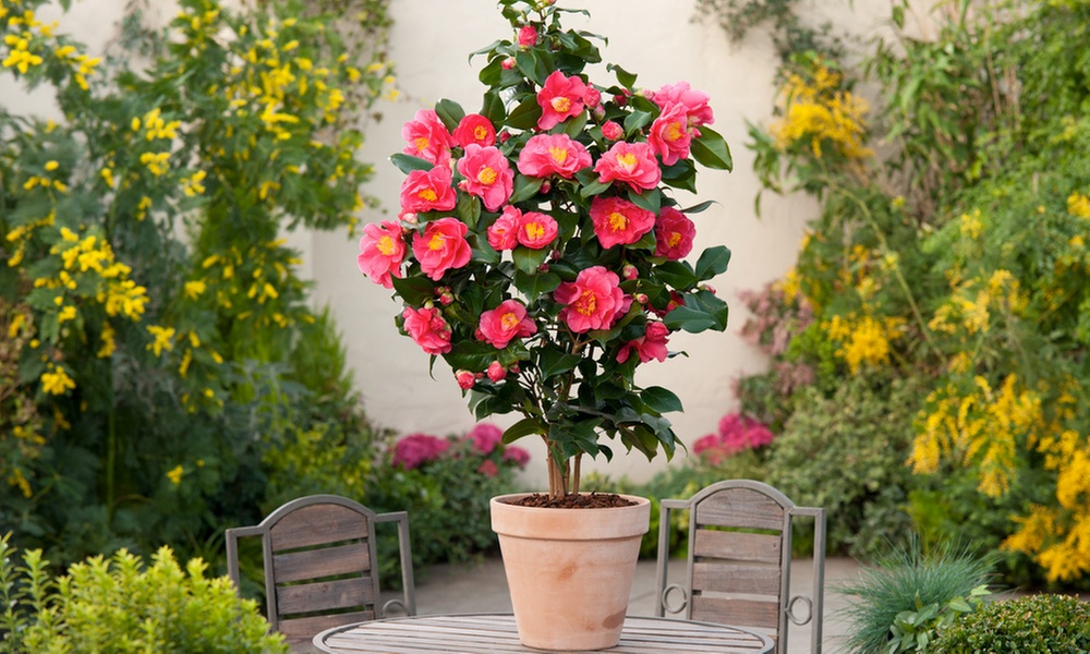 1x oder 2x Japanische Kamelie