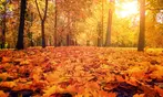 1 Tages-Ticket für „HerbstZeit 2026“ vom 25. bis 27. September