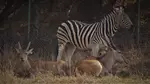 Drive-Thru Wildlife Safari Discount Tickets & Deals – Winston, Oregon