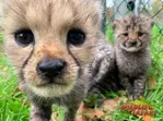 Drive-Thru Wildlife Safari Discount Tickets & Deals – Winston, Oregon