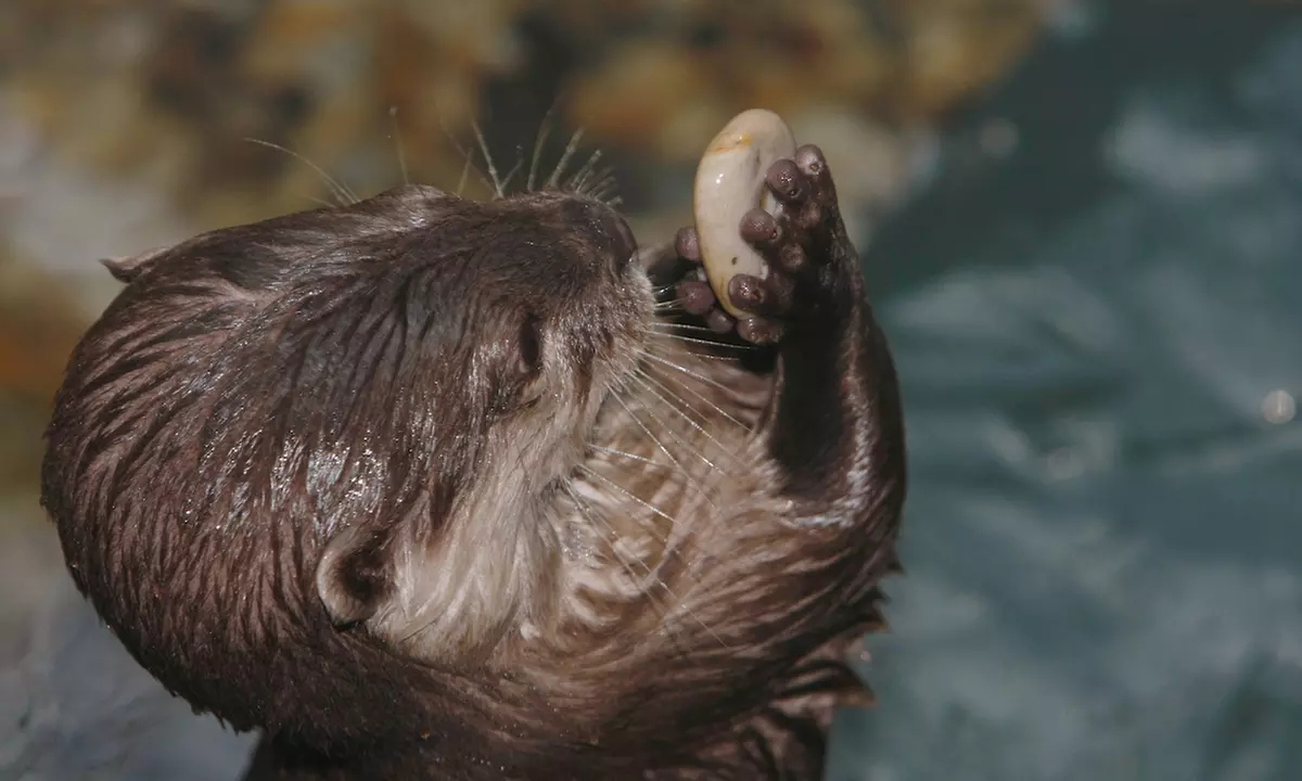 Eintrittskarte für SEA LIFE Timmendorfer Strand