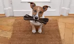 Learn Dog Walking Skills Online with Expert Guidance