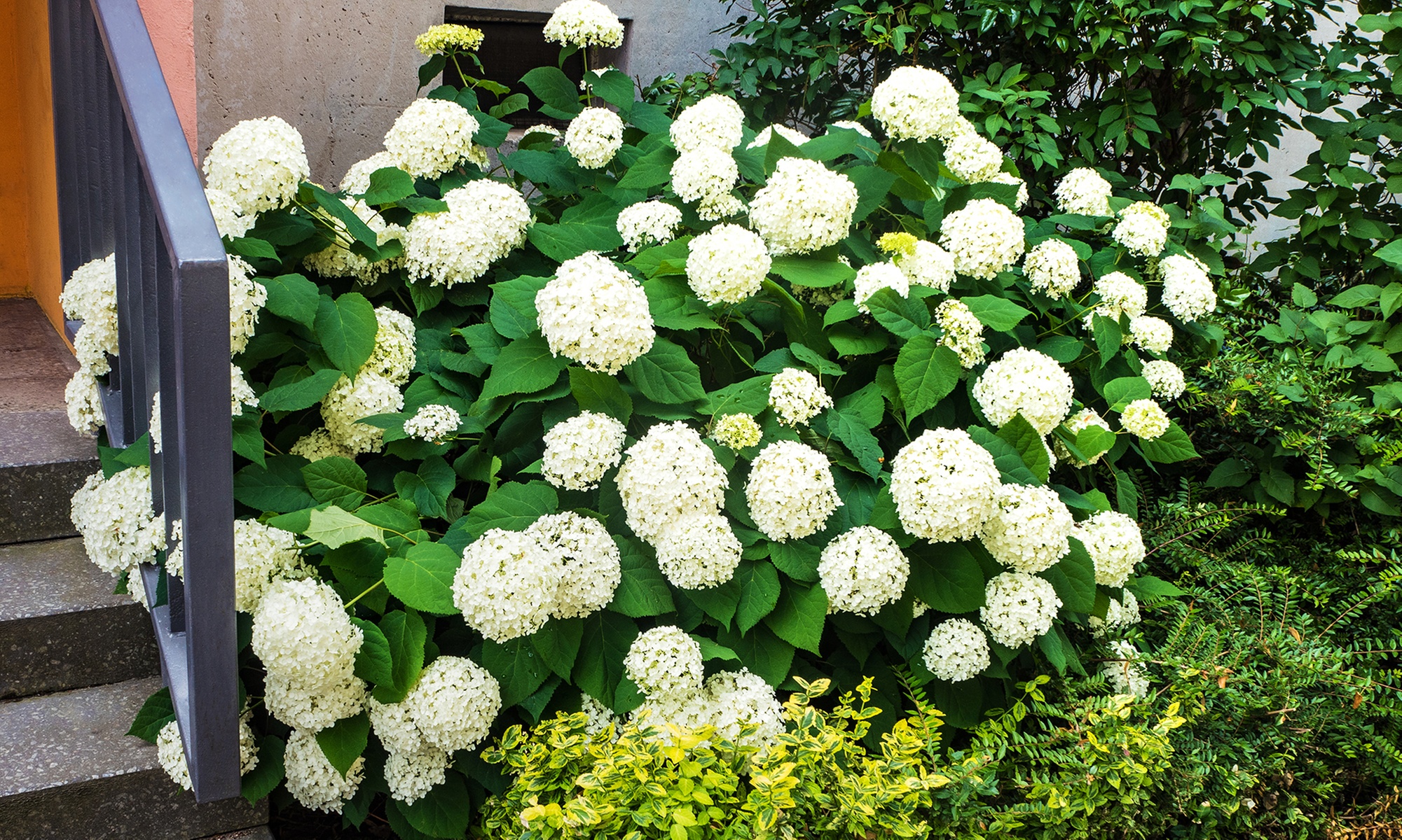 1x, 2x oder 4x Hortensie Strong Annabelle