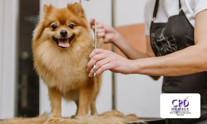 Kompletter Online-Kurs zur Haustierpflege an der Alpha Academy