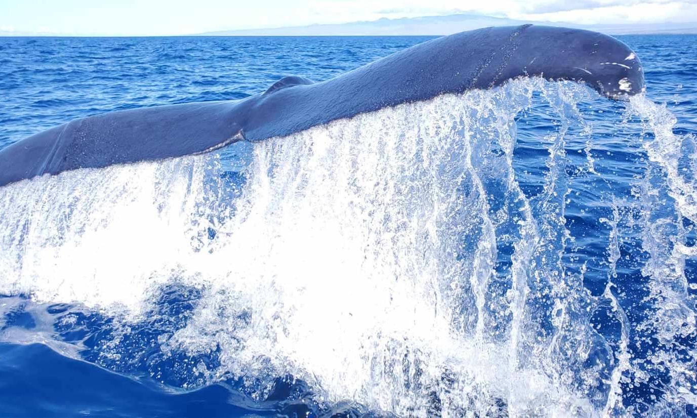 See Majestic Humpback Whales in Kona Marine Paradise