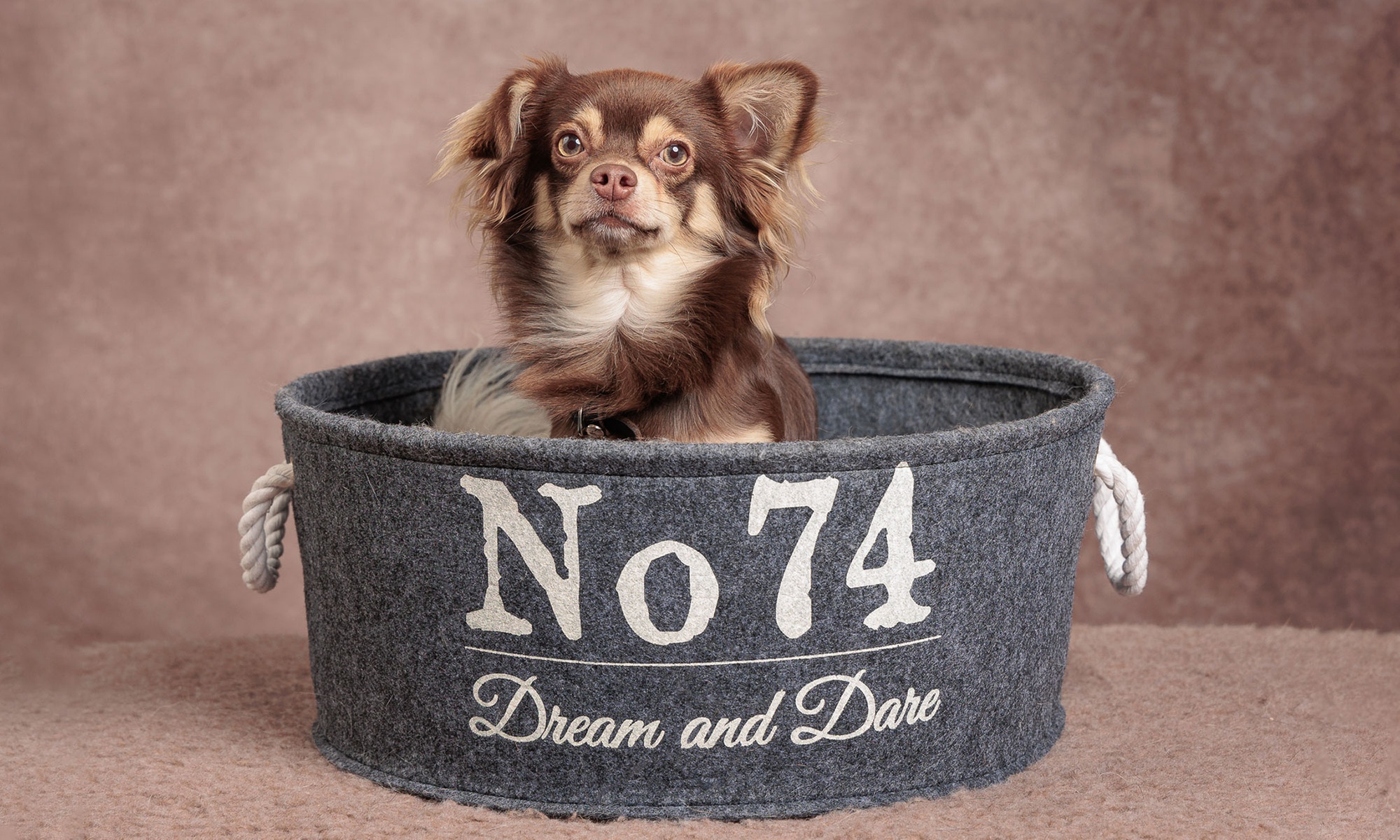 Fotoshoot met of van je huisdier bij DD Photography