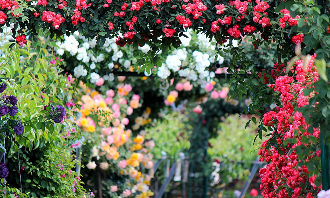 3er- oder 4er-Set Kletterrosen