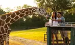 END OF SUMMER SALE! Busch Gardens Tampa Ticket Deals - Save Up to 62%