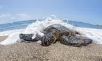 Discover Oahu’s Magic: Full-Day Oahu Circle Island Tour for 1, 2, or 4