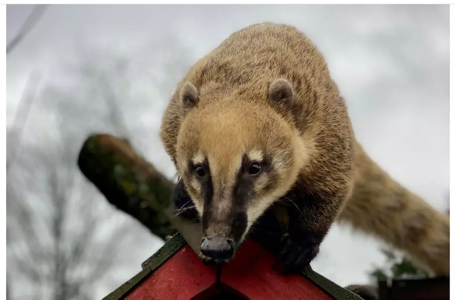 Familien-Tageskarte für den Solinger Vogel- und Tierpark
