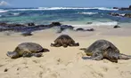 Discover Oahu’s Magic: Full-Day Oahu Circle Island Tour for 1, 2, or 4