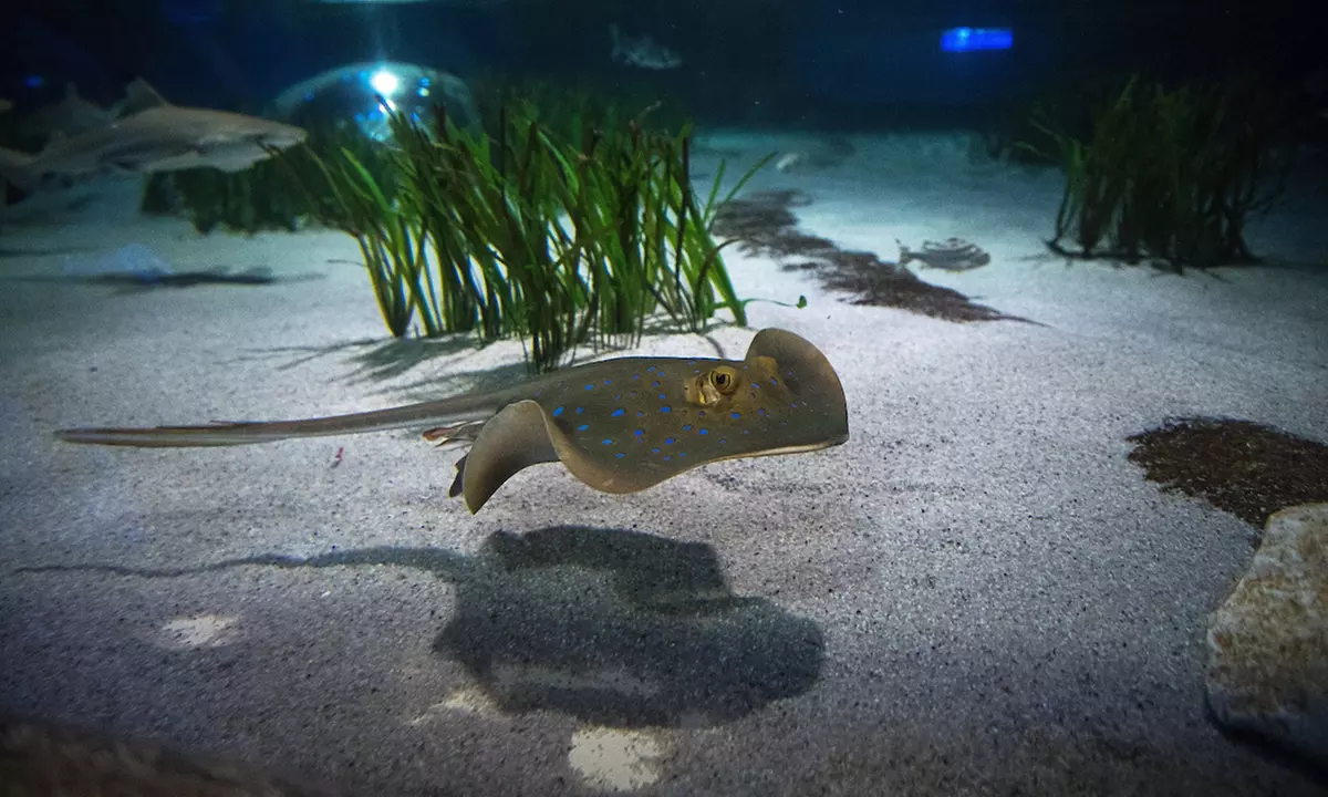 Ticket: SEA LIFE Oberhausen