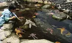 Aquarium of the Bay Ticket Deals & Discounts