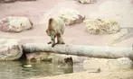 Entrées adulte et enfant au choix au Zoo Refuge La Tanière