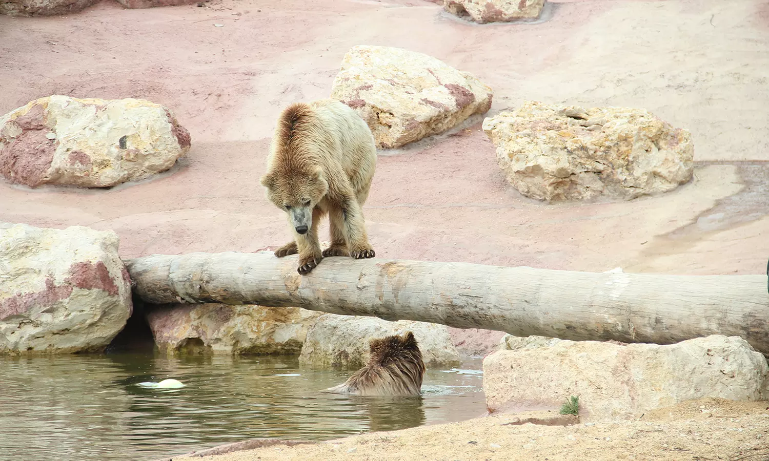 Entrées adulte et enfant au choix au Zoo Refuge La Tanière