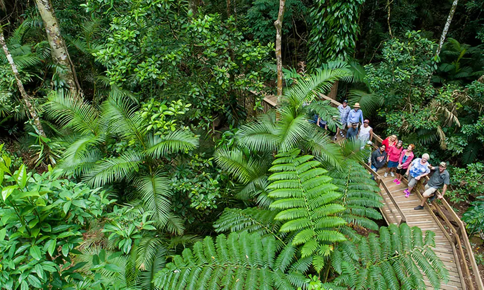 Daintree and Cape Tribulation: 1-Day 4WD Experience for Up to 4