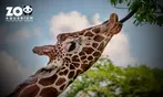 Zoo Aquarium de Madrid: una entrada para adulto, infantil o sénior