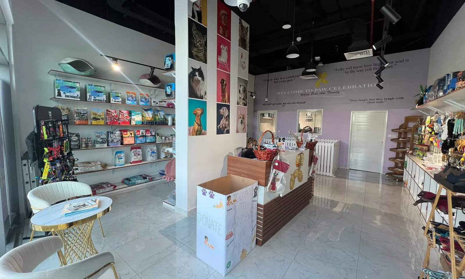 Basic or Full Grooming for a Cat or Small, Medium or Large Dog