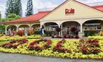 Discover Oahu’s Magic: Full-Day Oahu Circle Island Tour for 1, 2, or 4