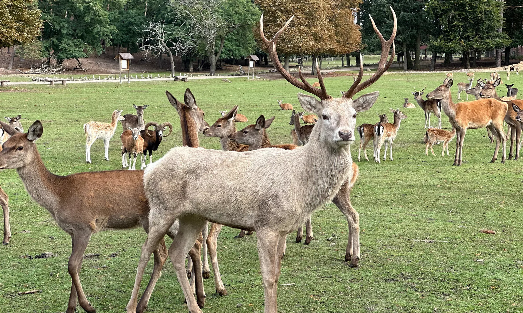 Bis zu 18% Rabatt auf den Zoo – Tierpark/Safaripark bei Wildpark Johannismühle