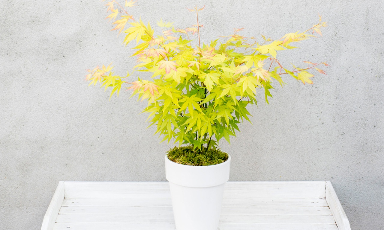 1x oder 2x Japanischer Ahorn ‘Orange Dream’