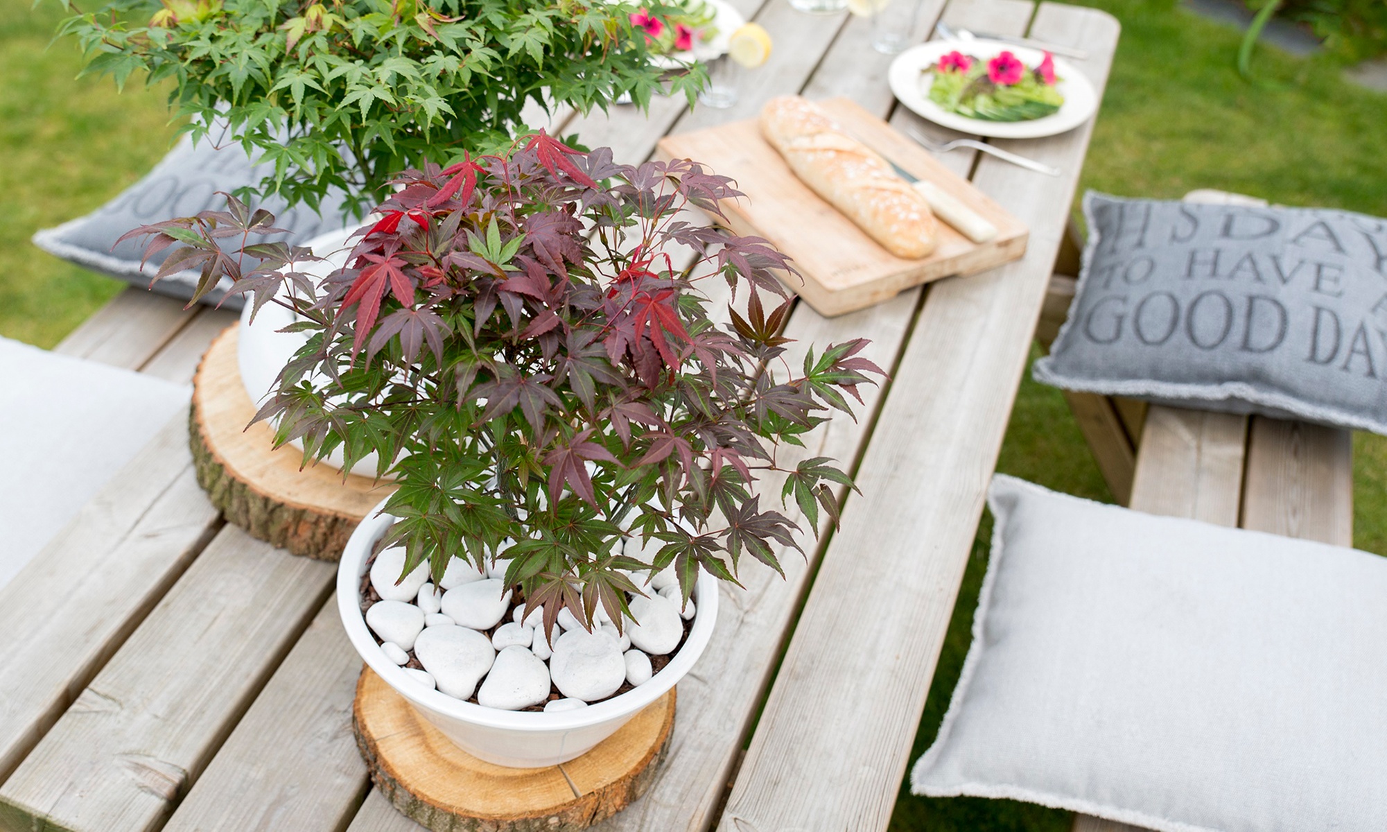 1x oder 2x roter Fächerahorn 'Atropurpureum'