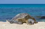 Full-Day 16-Location Oahu Circle Island and Snorkeling Tour